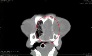 Clinica Veterinaria El Parque Tumor nasal