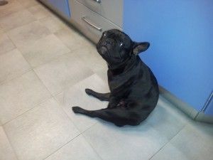 Clinica Veterinaria El Parque hernia discal antes de operar