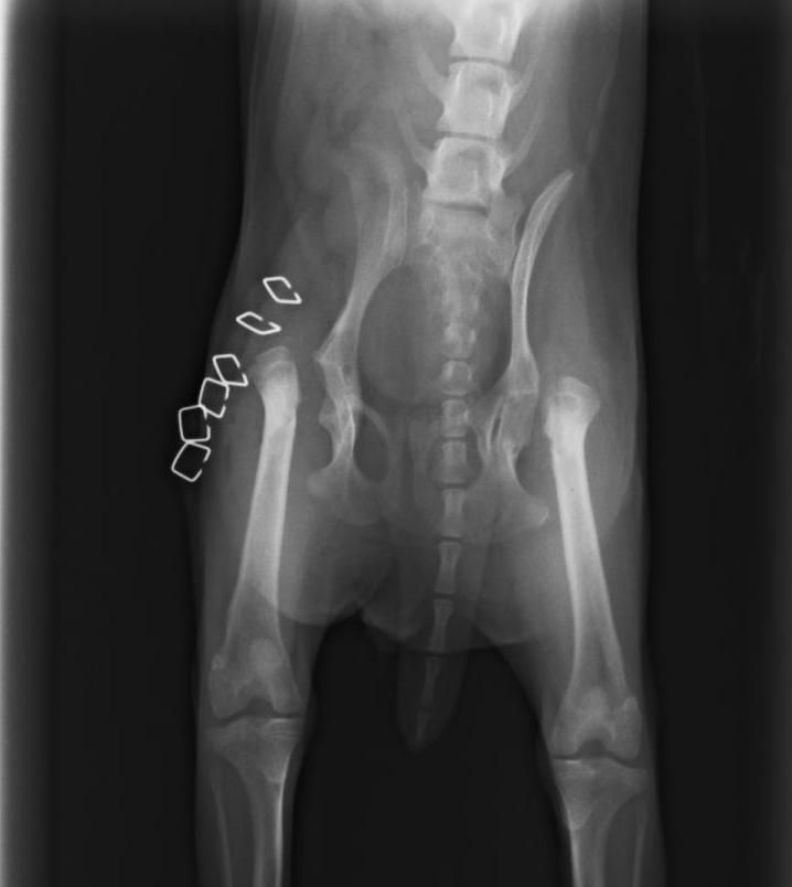 Clinica Veterinaria El Parque resolución por doble escisión de cabeza y cuello femoral