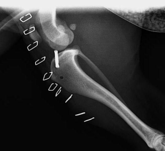 Clinica Veterinaria El Parque resuelto con una Sutura lateral con crimp
