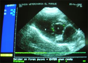 Clinica Veterinaria El Parque Eeografía 6