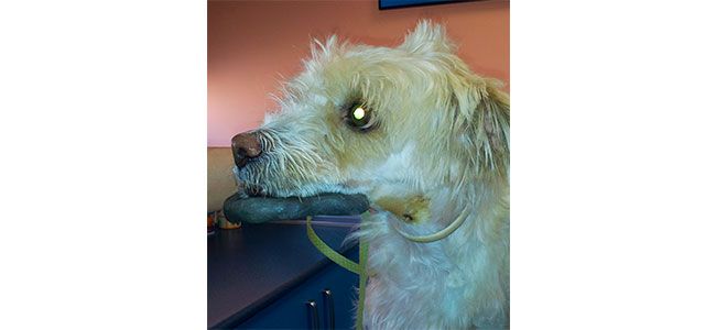Clinica Veterinaria El Parque fractura mandibular con fijador