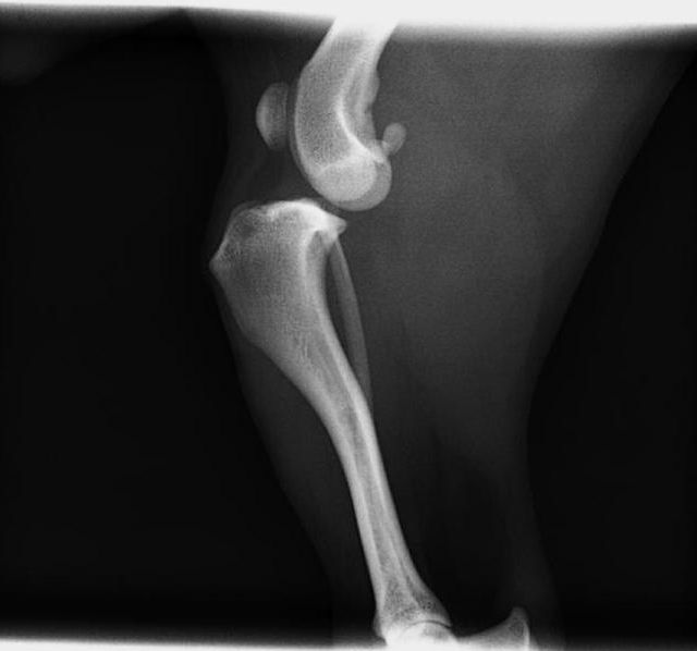 Clinica Veterinaria El Parque resuelto con una Sutura lateral con crimp