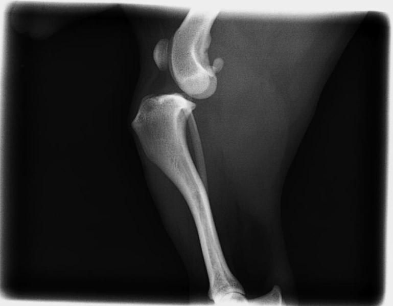 Clinica Veterinaria El Parque resuelto con una Sutura lateral con crimp