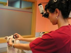 Clinica Veterinaria El Parque veterinaria revisando ojos a mascota