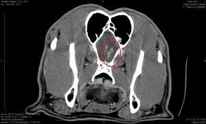 Clinica Veterinaria El Parque Tumor olfatorio en cerebro