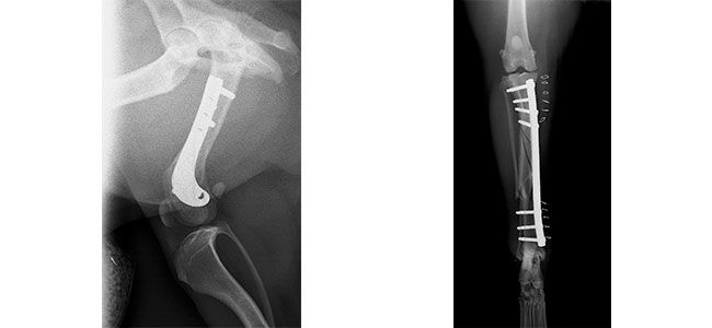 Clinica Veterinaria El Parque fractura distal de fémur – Fractura de tibia