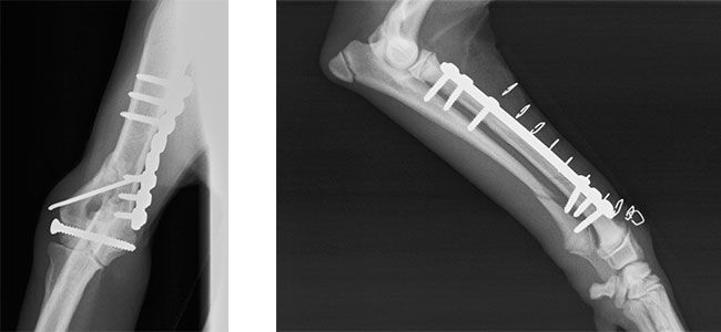Clinica Veterinaria El Parque fractura de codo en Y – Fractura de cúbito y radio