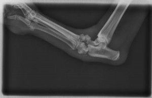Clinica Veterinaria El Parque artrodesis de tarso antes lat