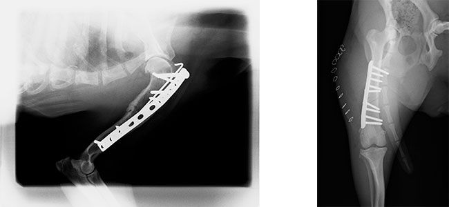 Clinica Veterinaria El Parque fractura de húmero – Fractura de fémur
