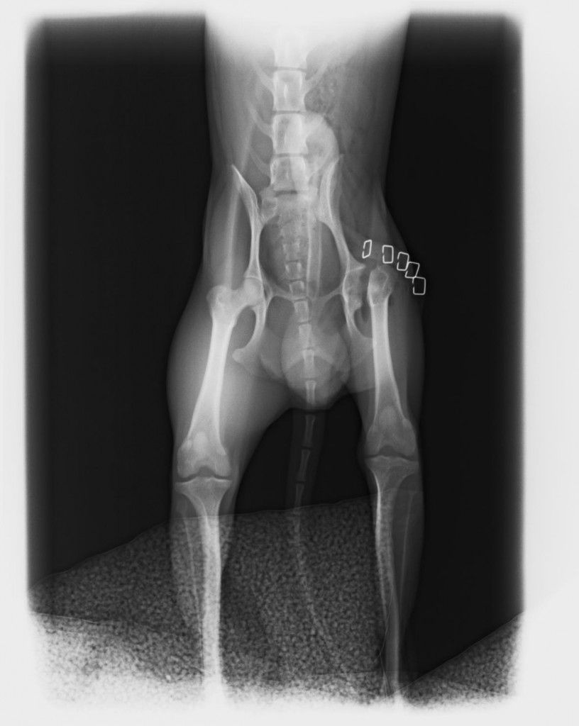 Clinica Veterinaria El Parque artroplastia por escisión de cabeza y cuello femoral