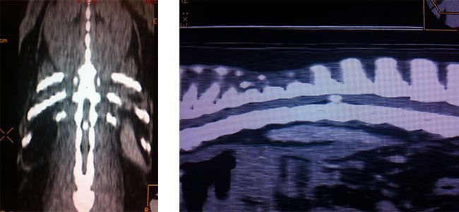 Clinica Veterinaria El Parque radiografías de hernia discal