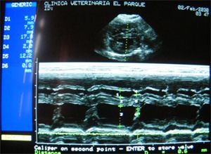 Clinica Veterinaria El Parque Eeografía 5