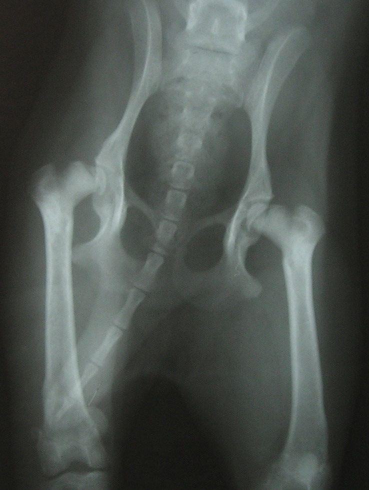 Clinica Veterinaria El Parque legg-Perthes-Bilateral