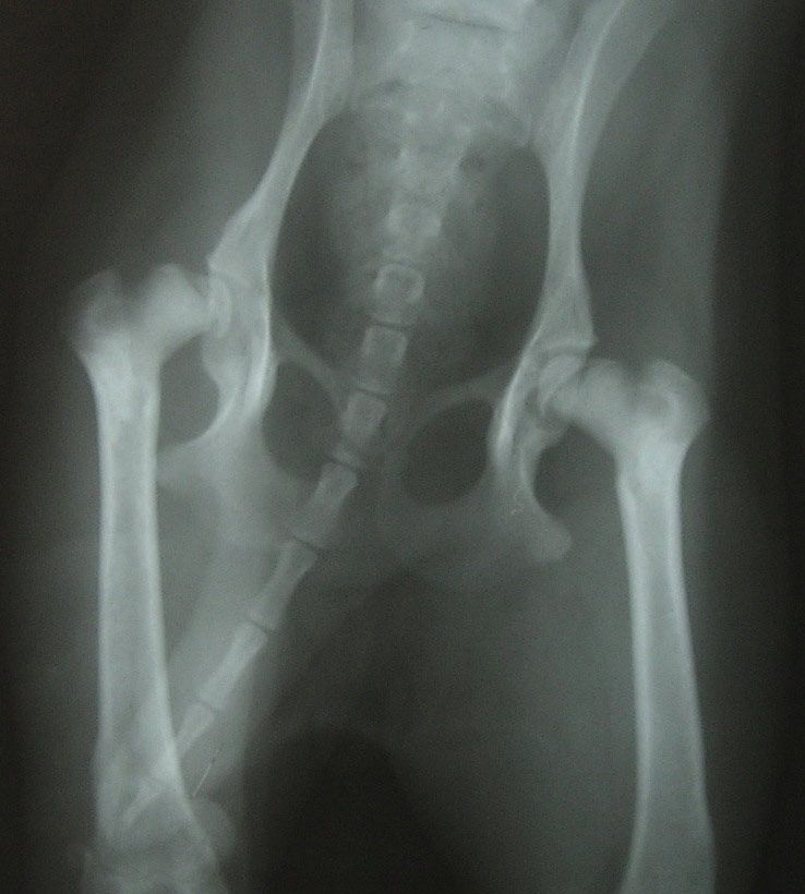 Clinica Veterinaria El Parque legg-Perthes-Bilateral