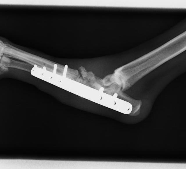 Clinica Veterinaria El Parque artrodesis de tarso después lat