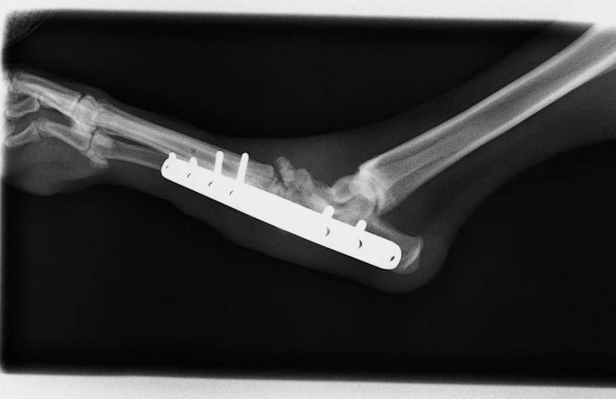 Clinica Veterinaria El Parque artrodesis de tarso después lat