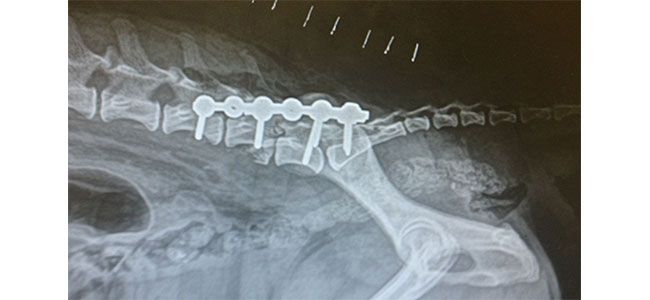 Clinica Veterinaria El Parque fractura de columna
