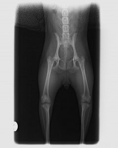Clinica Veterinaria El Parque luxación medial de rótula antes