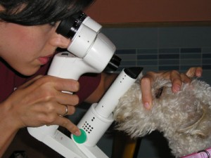 Clinica Veterinaria El Parque veterinaria con equipo para revisar ojos a mascota