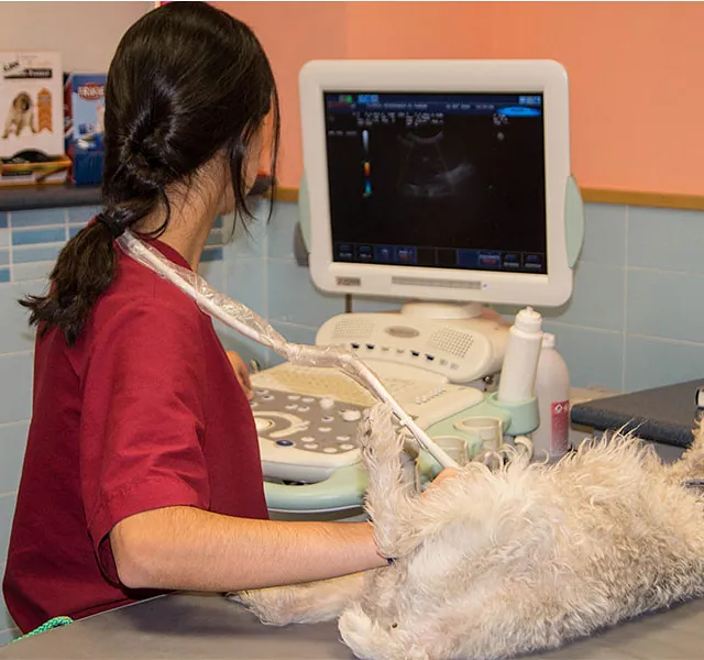 Clinica Veterinaria El Parque Eeografía 2