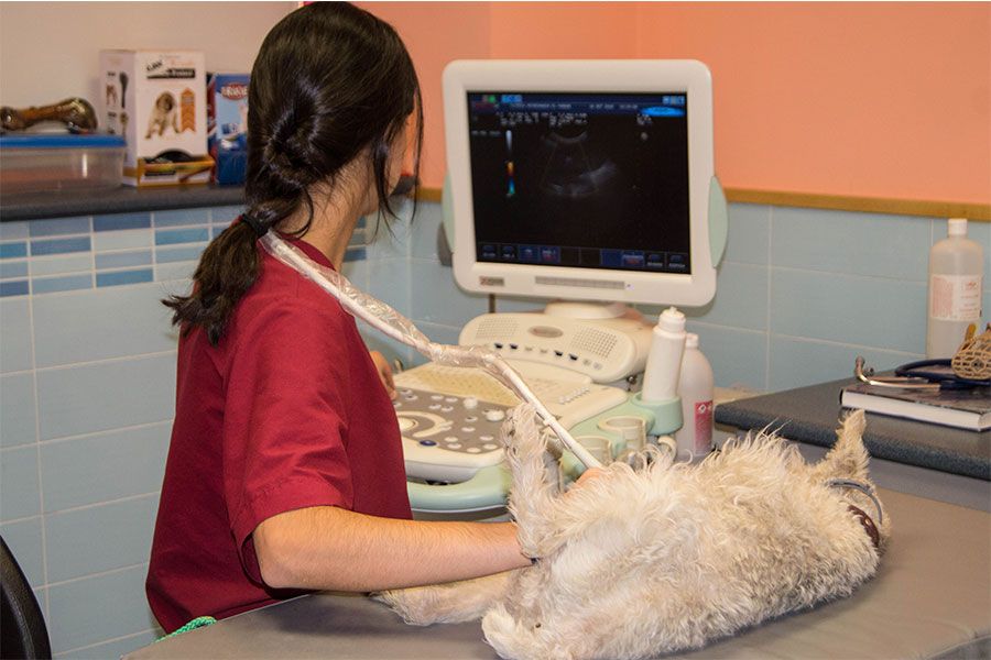 Clinica Veterinaria El Parque Eeografía 2