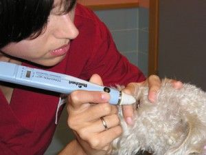 Clinica Veterinaria El Parque veterinaria observando ojos de canino