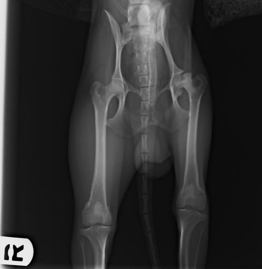 Clinica Veterinaria El Parque legperthes
