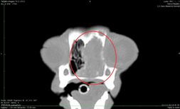 Clinica Veterinaria El Parque tumor nasal
