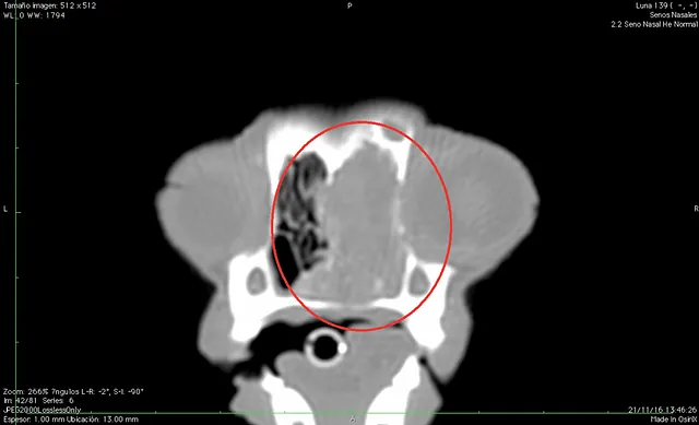 Clinica Veterinaria El Parque tumor nasal
