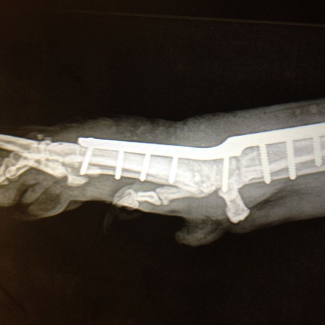 Clinica Veterinaria El Parque artrodesis de carpo a las 3 semanas, consolidando