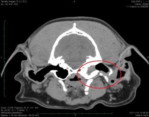 Clinica Veterinaria El Parque Otitis